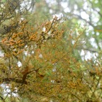 Trentepohlia ( Algues oranges ) sur Erica reunionensis ( Branle vert )730.jpeg